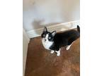 Munch, Domestic Shorthair For Adoption In Bolivar, Missouri