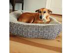 Princess, Golden Retriever For Adoption In Edgewood, New Mexico