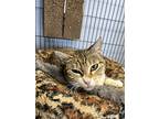 Motherboard, Domestic Shorthair For Adoption In Anoka, Minnesota
