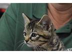 Hawk, Domestic Shorthair For Adoption In Buhl, Idaho