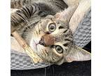 Linguine, Domestic Shorthair For Adoption In Youngsville, North Carolina