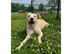 Bristol, Labrador Retriever For Adoption In Palmer, Massachusetts