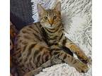 Sam, Domestic Shorthair For Adoption In Springfield, Oregon