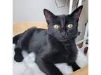 Jiji, American Shorthair For Adoption In New York, New York