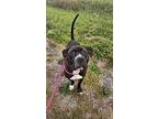 Mo, American Staffordshire Terrier For Adoption In Defiance, Ohio