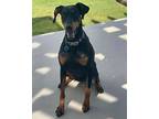 Sasha, Doberman Pinscher For Adoption In Enterprise, Alabama