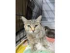 Ella, Domestic Shorthair For Adoption In Fairfield, Illinois