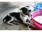 Bart, Terrier (unknown Type, Medium) For Adoption In Abbeville, Louisiana