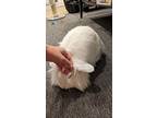 Cha Cha, Lionhead For Adoption In Toronto, Ontario