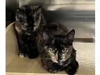 Zombie And Wednesday, Domestic Shorthair For Adoption In Federal Way, Washington