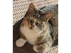 Izzy, Tabby For Adoption In Howell, Michigan