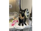 Titos, Domestic Shorthair For Adoption In Homewood, Alabama