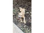 Vincent, Wheaten Terrier For Adoption In Homewood, Alabama