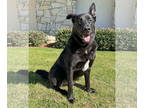 German Shepherd Dog Mix DOG FOR ADOPTION RGADN-1213716 - Chirp - German Shepherd