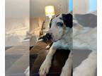Catahoula Leopard Dog-Great Dane Mix DOG FOR ADOPTION RGADN-1228128 - Rook -