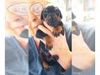 Doberman Pinscher PUPPY FOR SALE ADN-830569 - MALE PUPPIES