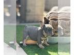 French Bulldog PUPPY FOR SALE ADN-830520 - Blue and Lilac French Bulldog Puppies