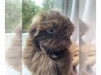 Shih Tzu PUPPY FOR SALE ADN-830497 - Shih Tzu puppies