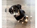 Goldendoodle-Siberian Husky Mix PUPPY FOR SALE ADN-830496 - Patch Tamaskan