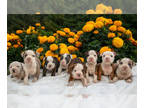 Olde English Bulldogge PUPPY FOR SALE ADN-830551 - Breathtaking Litter of Olde