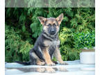 German Shepherd Dog PUPPY FOR SALE ADN-830482 - Darling German Shepherd Puppies