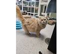 Dandi, Domestic Longhair For Adoption In Houghton, Michigan