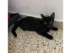 Dennis, Domestic Shorthair For Adoption In Framingham, Massachusetts