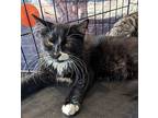 Luffy, Domestic Mediumhair For Adoption In Jackson, Georgia