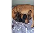 Patriot Babies : Shep, Terrier (unknown Type, Small) For Adoption In Aurora