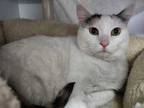 Freckles, Domestic Shorthair For Adoption In Queenstown, Maryland