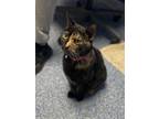Shelby-karina, Domestic Shorthair For Adoption In Queenstown, Maryland