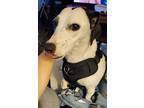 Trixie, Jack Russell Terrier For Adoption In Greenville, Ohio
