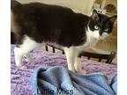 Little Miss, Domestic Shorthair For Adoption In Manchester, Connecticut