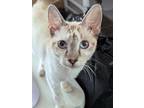 Purrcy, Siamese For Adoption In Mission, Texas