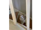Florida, Domestic Shorthair For Adoption In Malibu, California