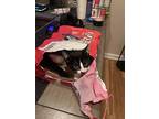 London, Domestic Shorthair For Adoption In Malibu, California