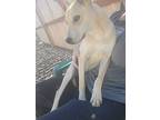 Cinnamon, Labrador Retriever For Adoption In Windsor, Colorado