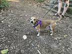 Vito, Dachshund For Adoption In Greensboro, North Carolina