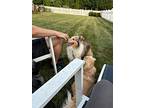 Fenn, Sheltie, Shetland Sheepdog For Adoption In Troy, Virginia