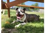 Singing In The Rain, American Pit Bull Terrier For Adoption In Richmond
