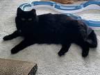 Macy, Domestic Longhair For Adoption In Mount Clemens, Michigan