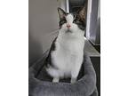 Lucille, Domestic Shorthair For Adoption In Mount Clemens, Michigan