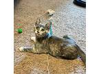 Sanibelle24, Domestic Shorthair For Adoption In Youngsville, North Carolina