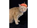 Biggin, Domestic Shorthair For Adoption In Lewisburg, Tennessee