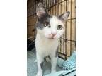 Pretty Penelope, Domestic Shorthair For Adoption In Spotsylvania, Virginia