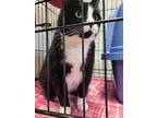 Ms. Kippy Kat Aka Kipper, Domestic Shorthair For Adoption In Detroit Lakes