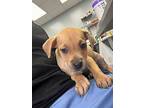 Truman, Labrador Retriever For Adoption In Carthage, Missouri
