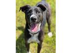 Apple, Labrador Retriever For Adoption In Detroit Lakes, Minnesota