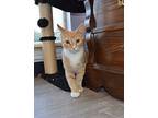 Dempsey, Domestic Shorthair For Adoption In Lewisville, Texas