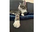 Eddy, Domestic Shorthair For Adoption In Lebanon, Oregon